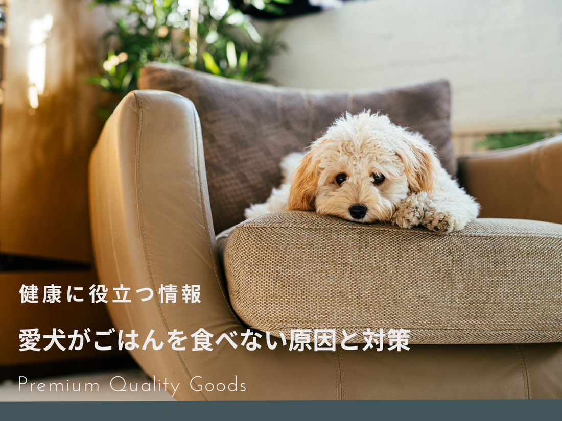 愛犬がごはんを食べない原因と対策