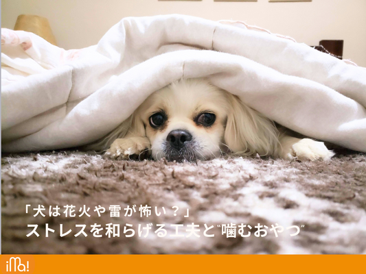 犬は花火や雷が怖い?ストレスを和らげる工夫と“噛むおやつ”