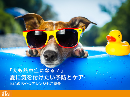 犬も熱中症になるの?夏に気をつけたい予防とケア