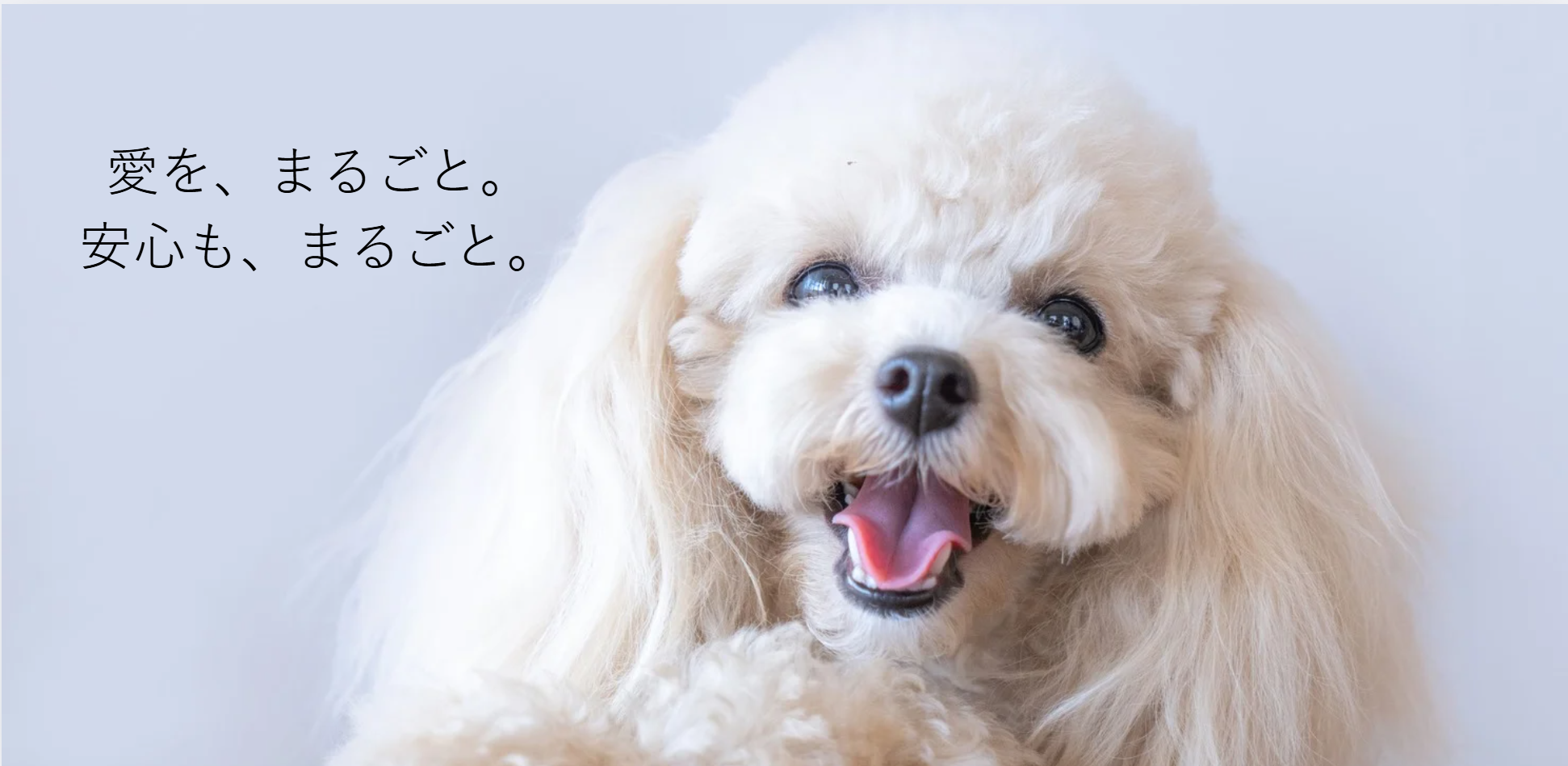 いまゆき出品です！♥犬のおやつ♥ 無添加・国産の犬用おやつ通販｜IMA（アイマ）公式サイト – I/M/A