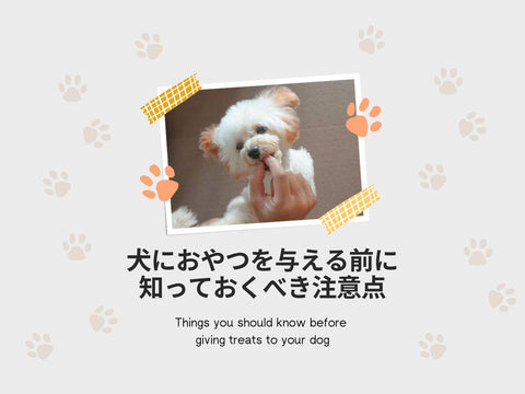 犬におやつを与える前に知っておくべき注意点