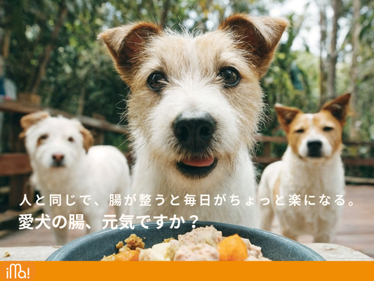 愛犬の腸、元気ですか？