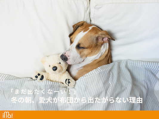 冬の朝、愛犬が布団から出たがらない理由